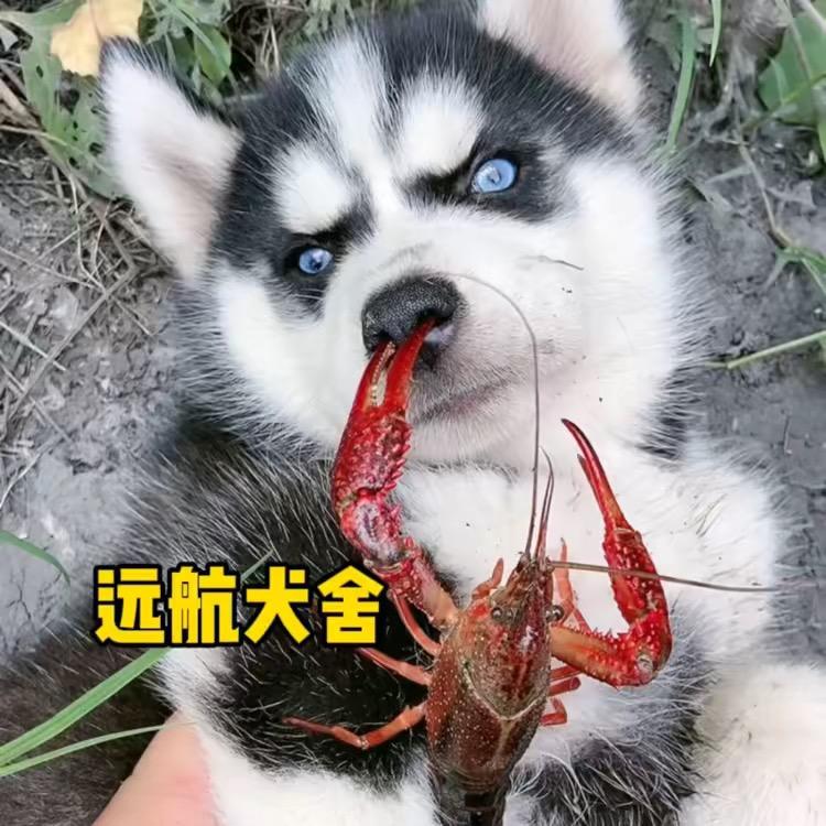 远航犬舍 私信咨询