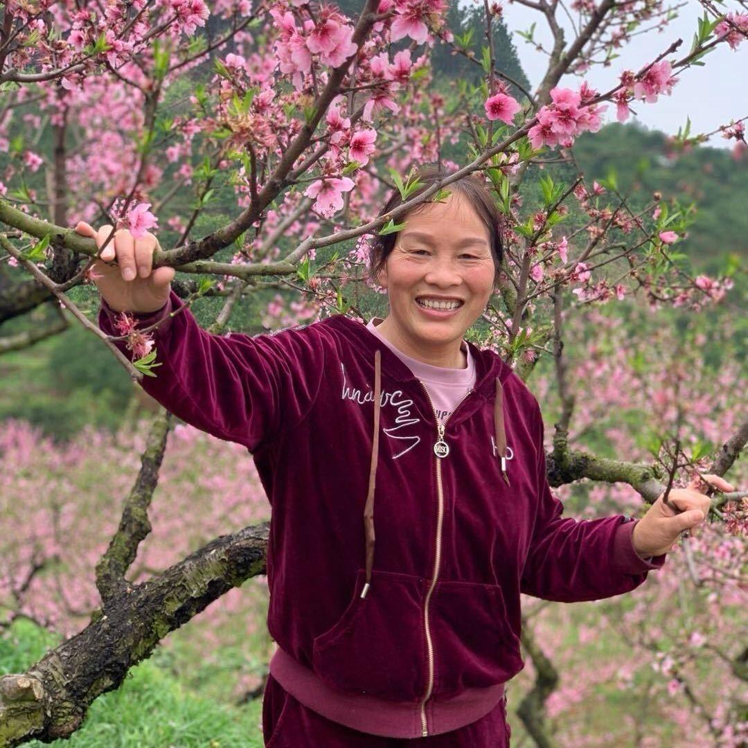 老两口种黄花