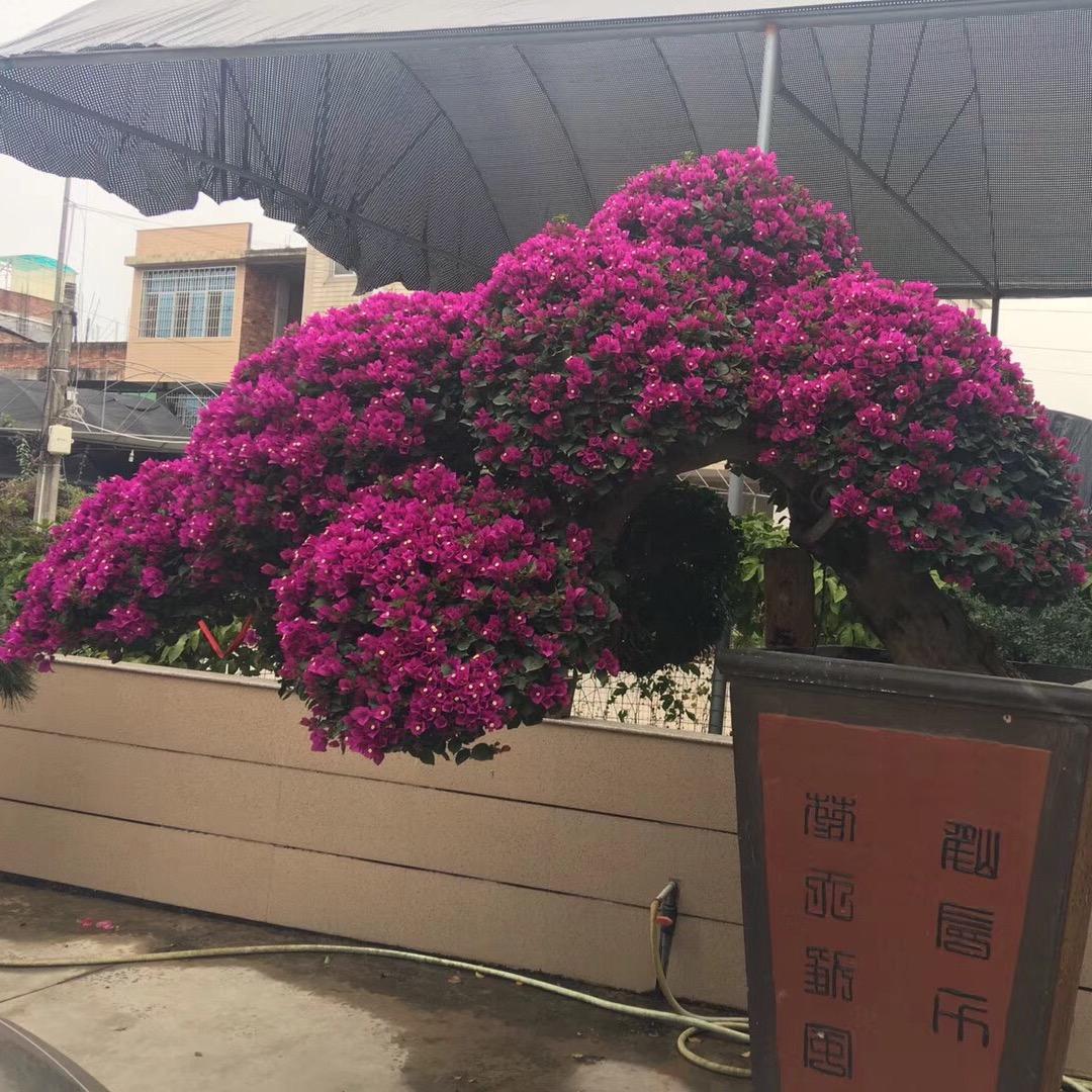 莆田市涵江区御花园苗木繁育基地