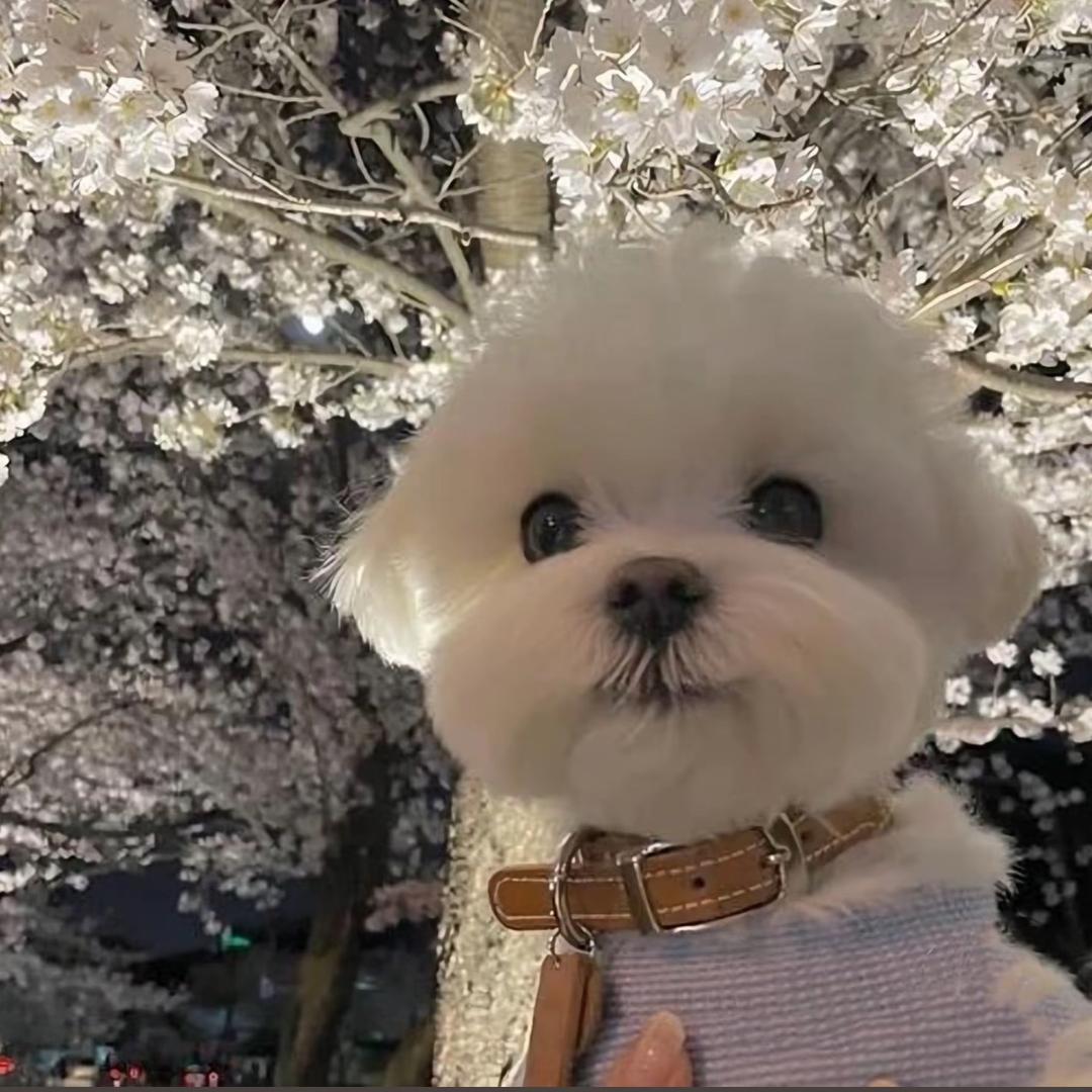 汤姆的狗