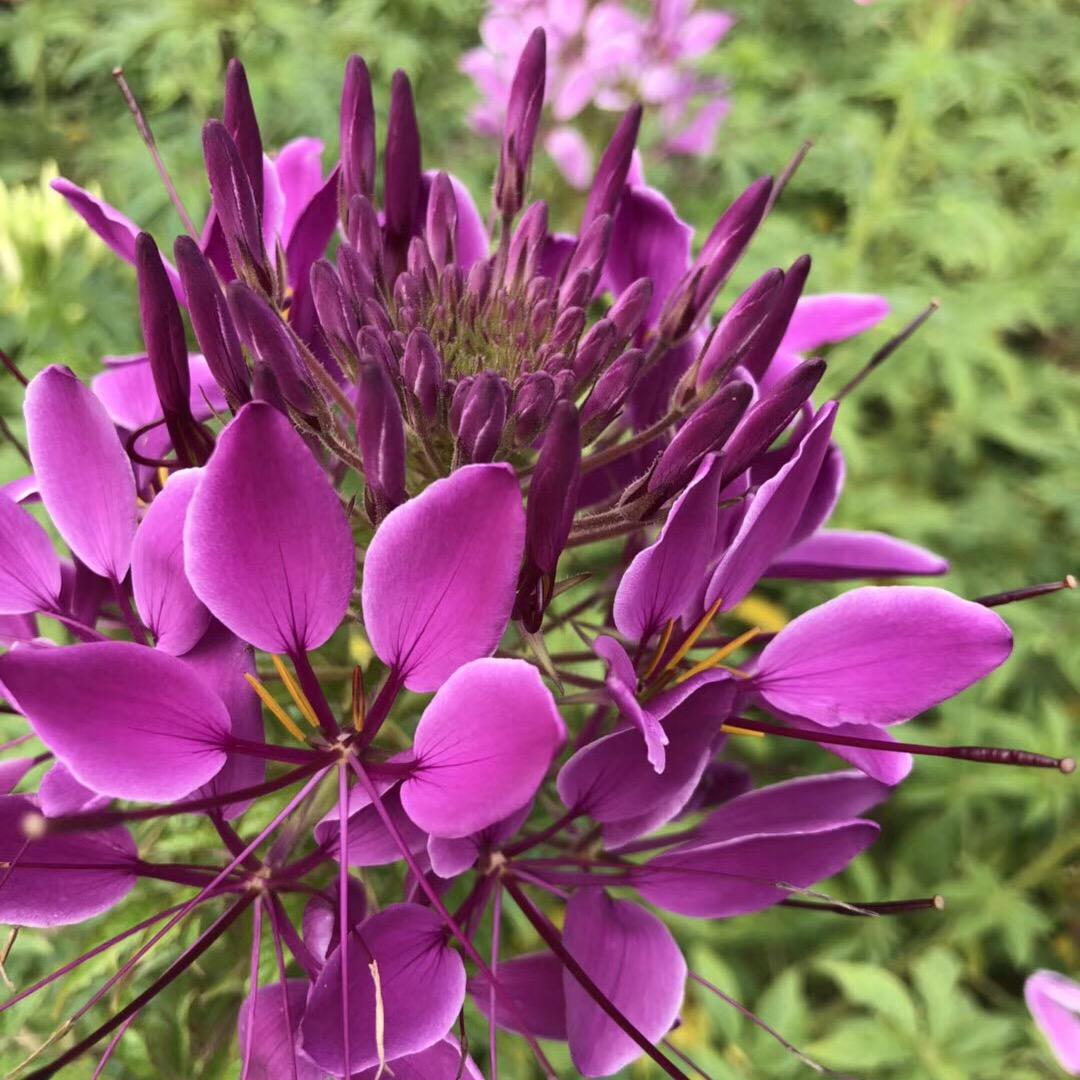 Love,s.  Flower