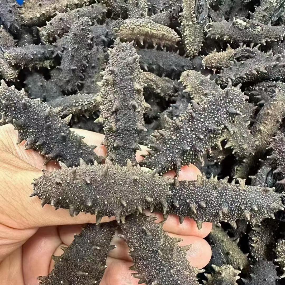 大连宝参堂海参工厂店