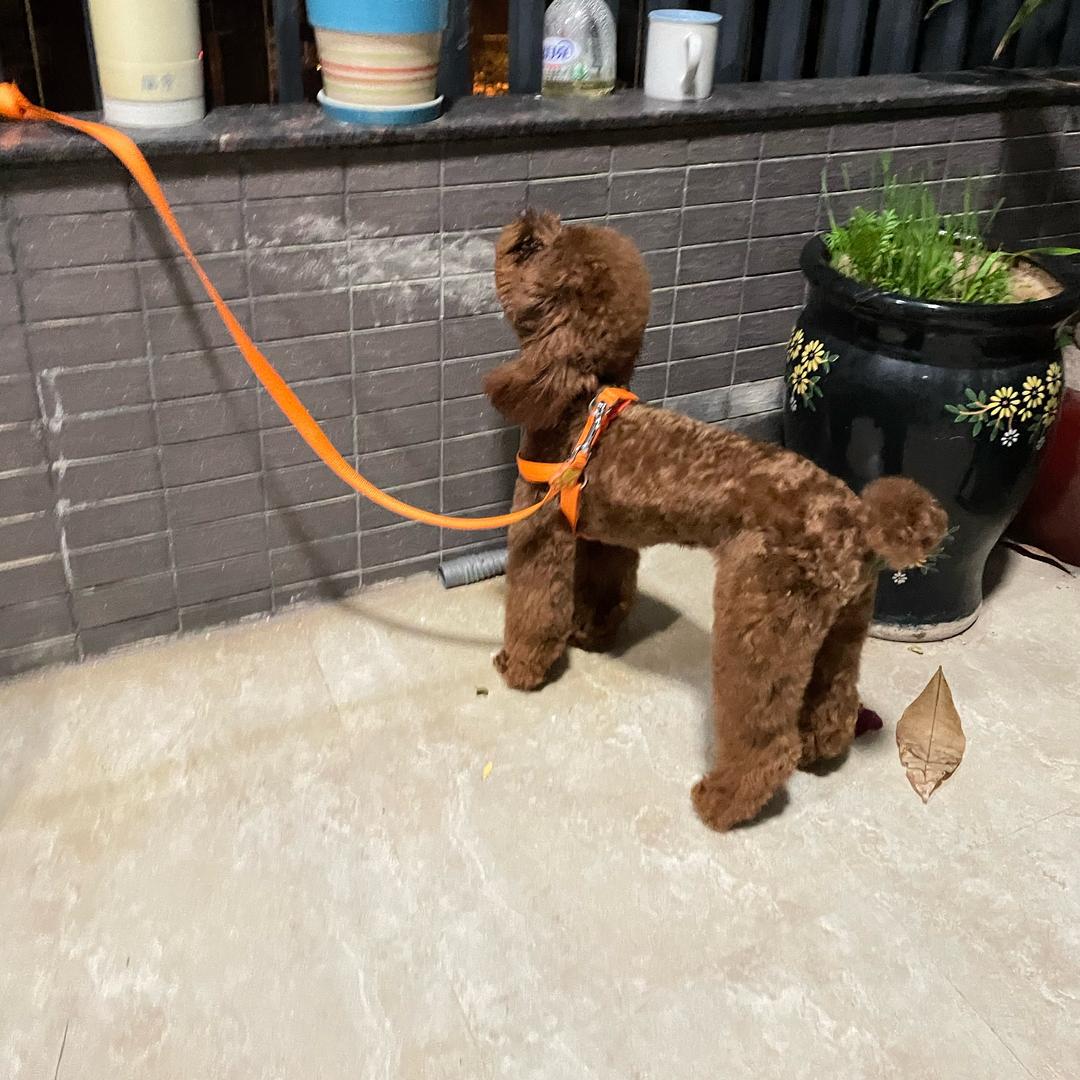 名宠小吴直播间