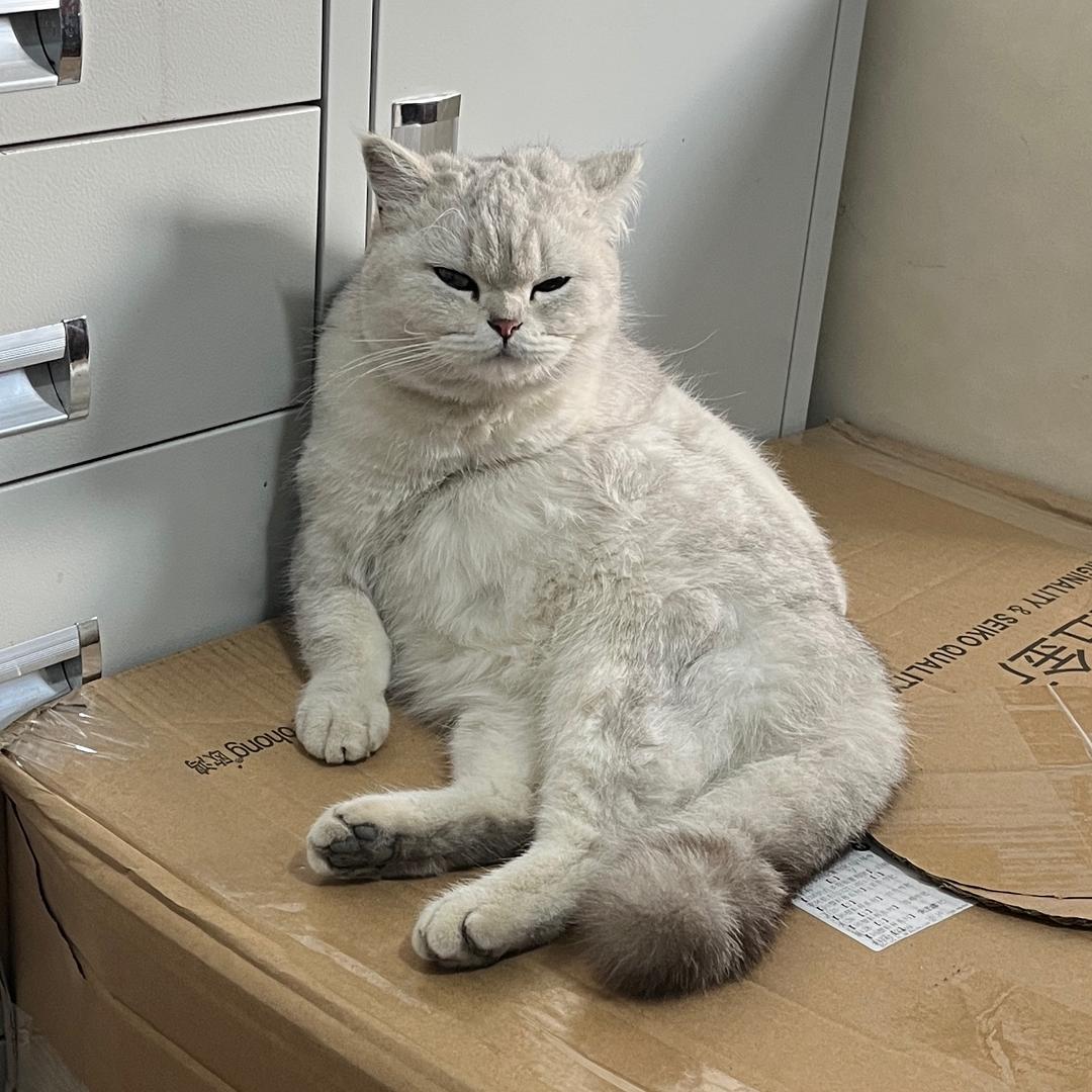 小小旺崽