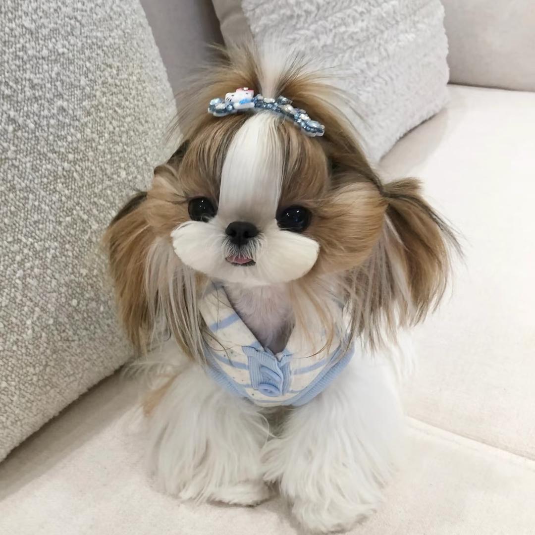 兔小宝西施马尔济斯🐻