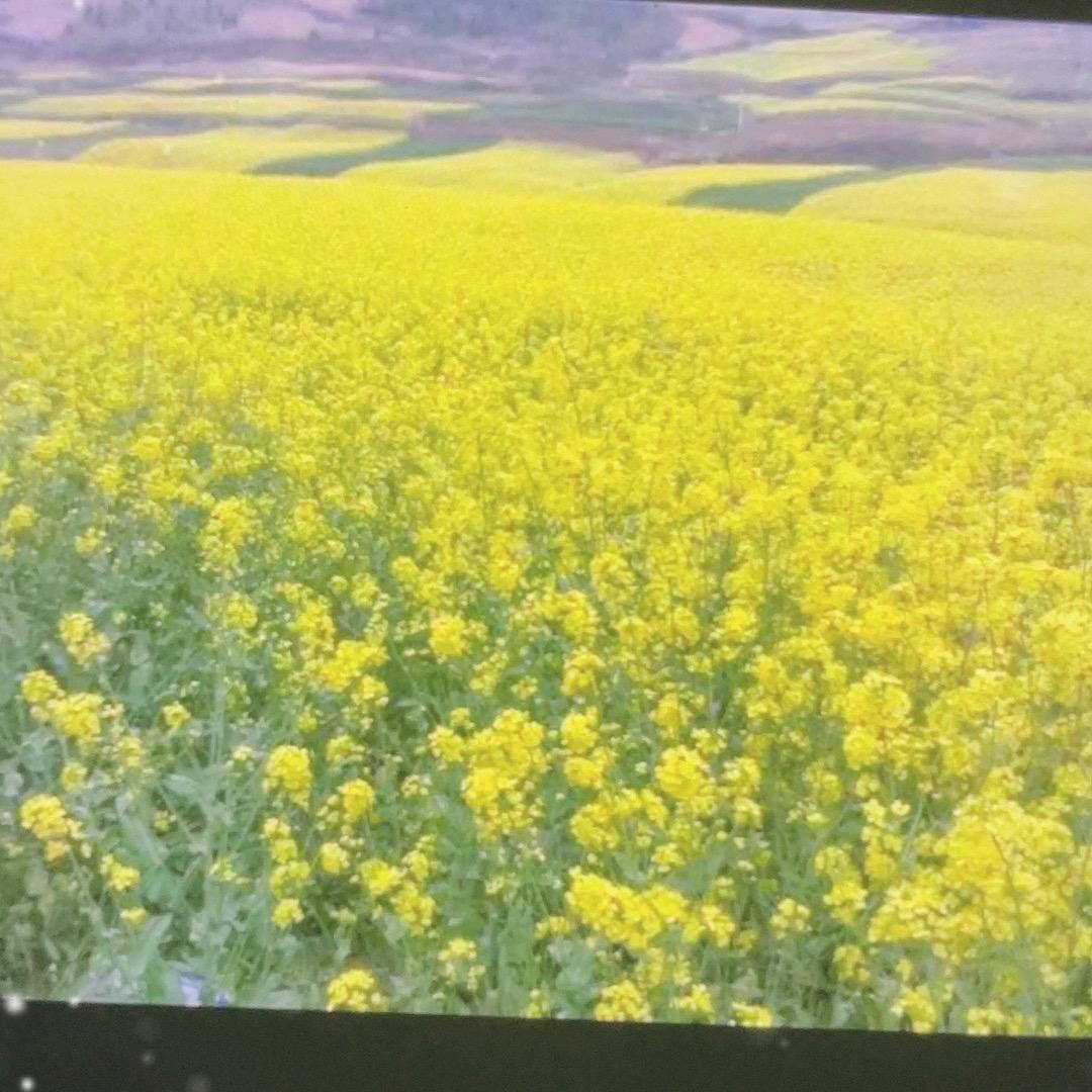 向日葵（ 源鑫）