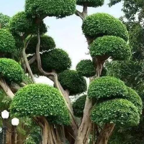 三顺花木园艺