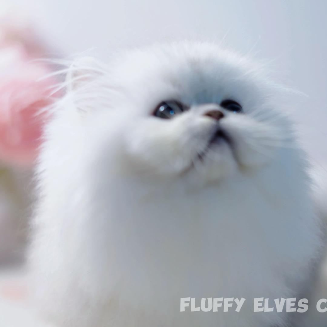 FluffyElves金银波斯米努特