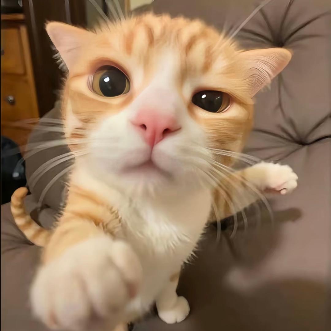 愿为晨风鸟