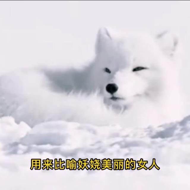 战狼大队