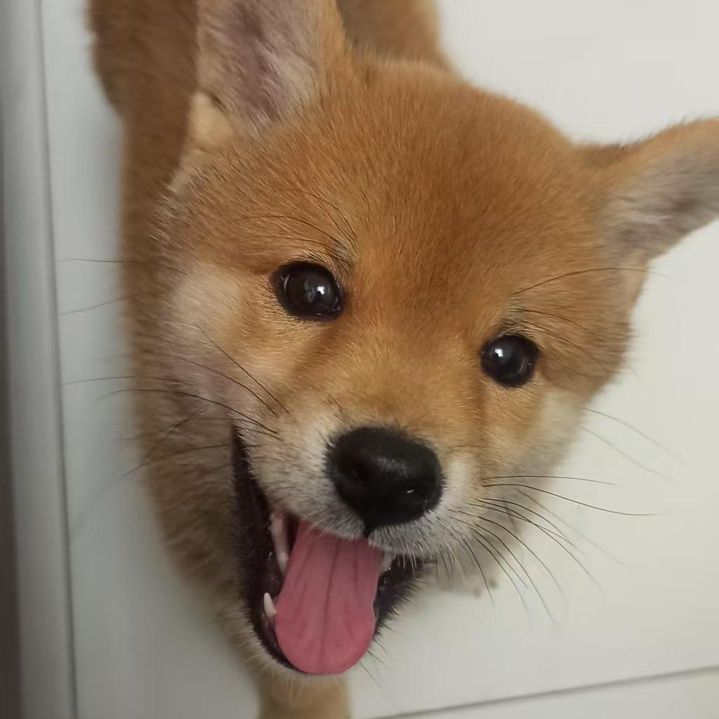 九月是只柴犬酱