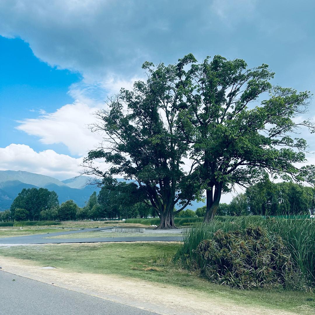 莹姐8号（方糖）