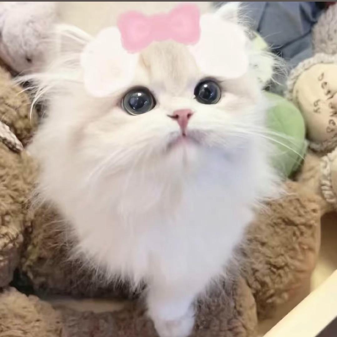 雪baby