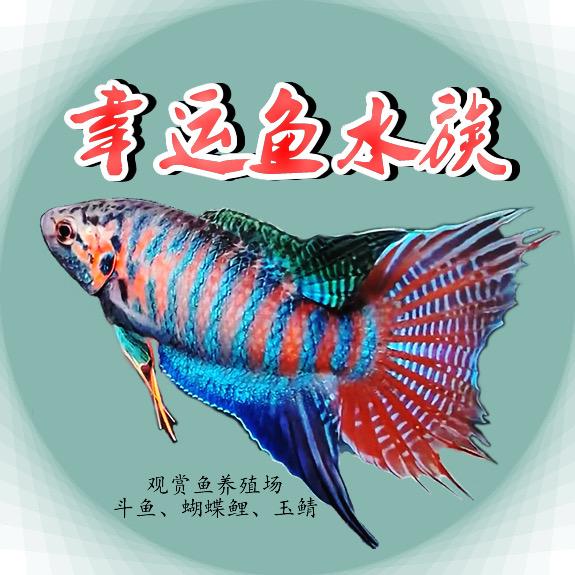 幸运鱼水族