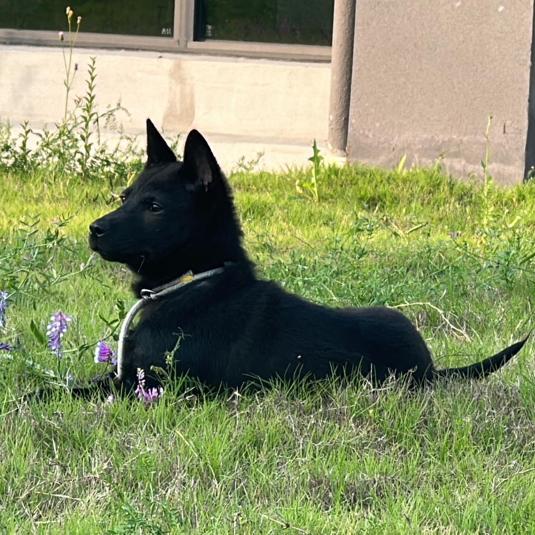 元宝观察日记✨