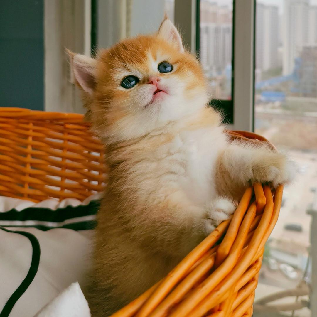 猫猫幼儿园