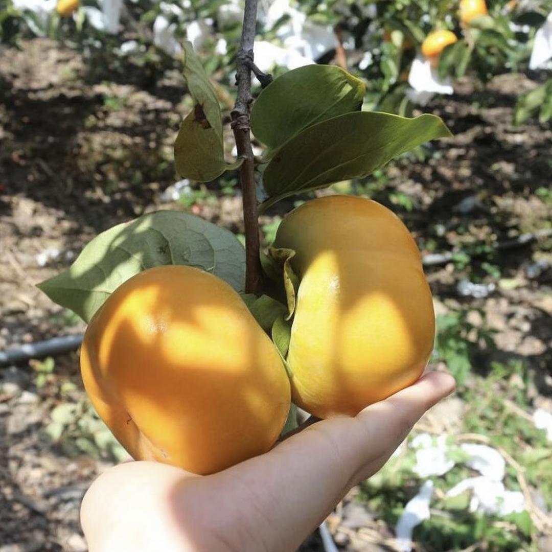 华竹果树苗木专营店基地