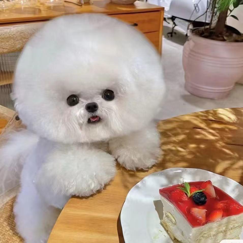 火哥宠物