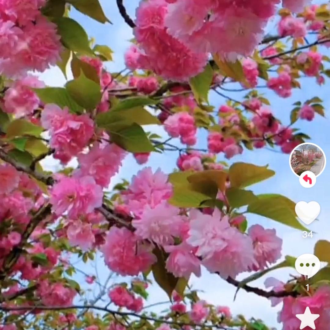 鲜花盛开