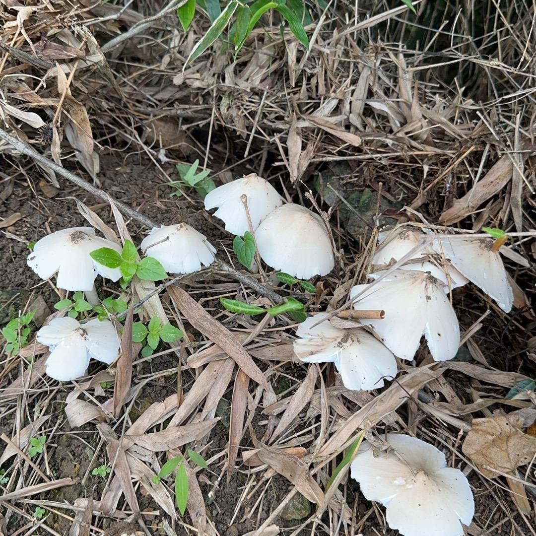 广西纯正土货