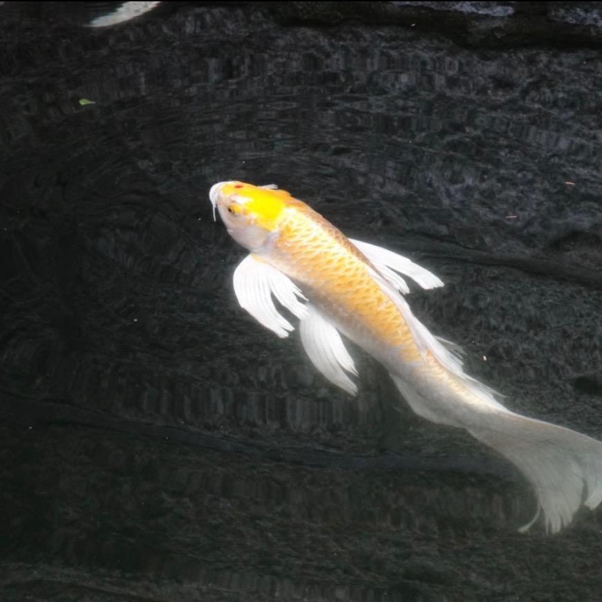 一只🐟