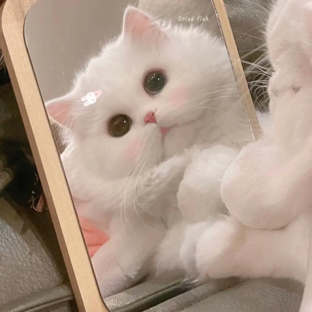 纯情高冷崽.🐷