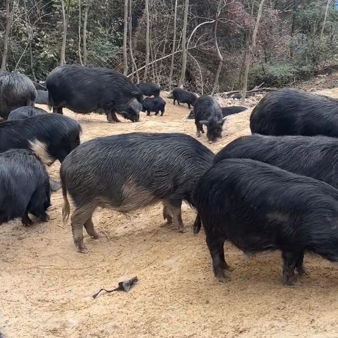 每天一头猪（招募搭档）