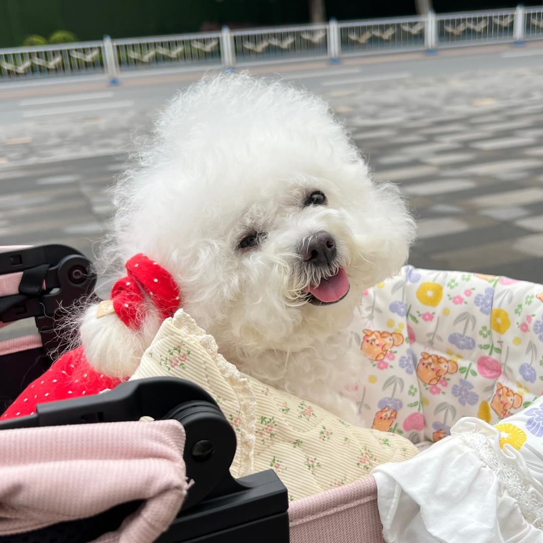 缇妮小公主