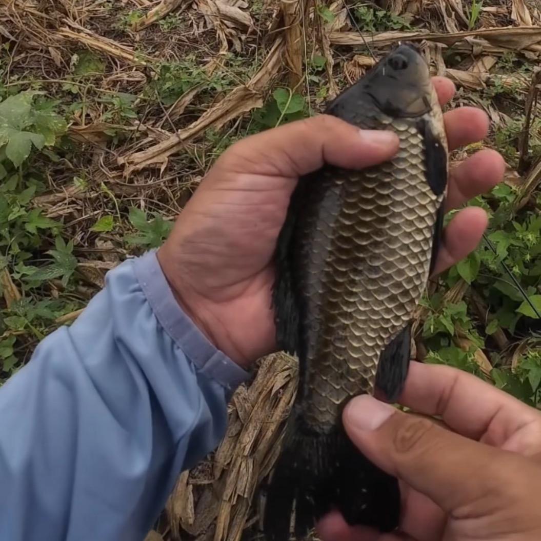 传统钓吧嗒嘴钓法