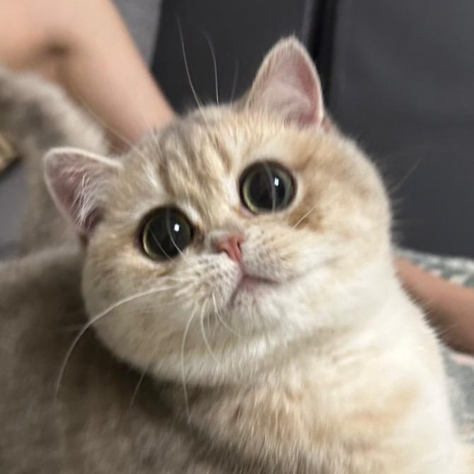 肚肚小肥猫