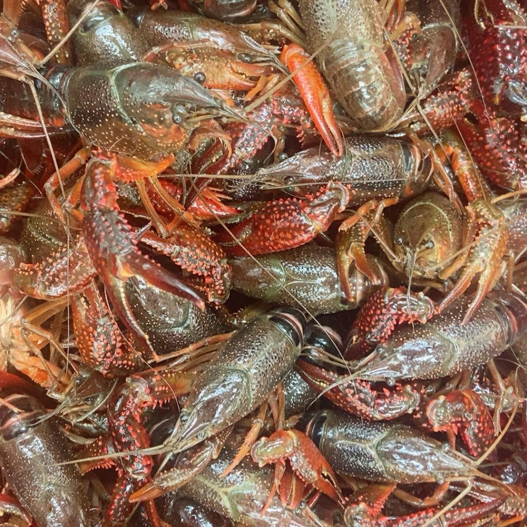 小龙虾🦞大闸蟹🦀