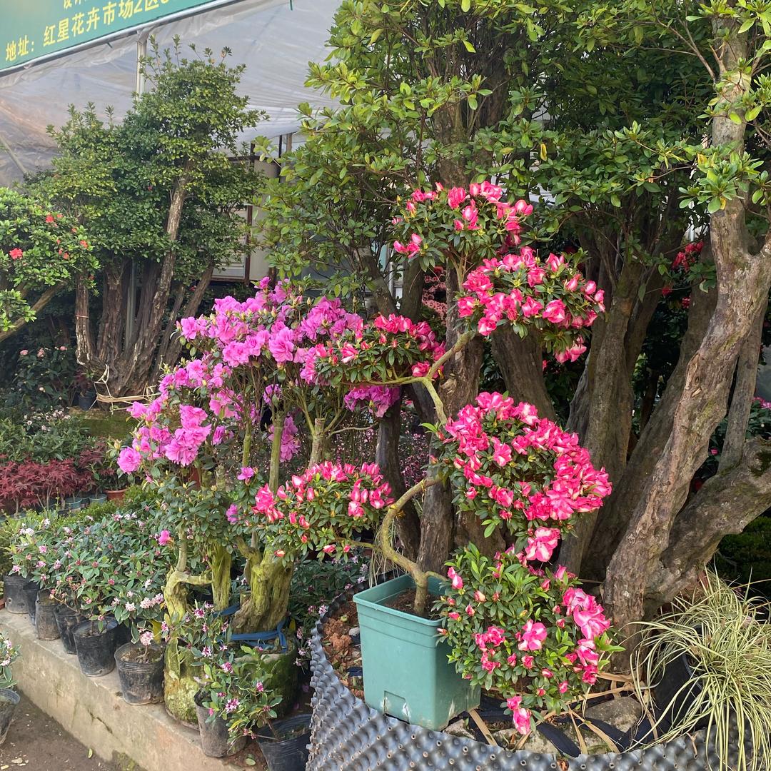 四季如春