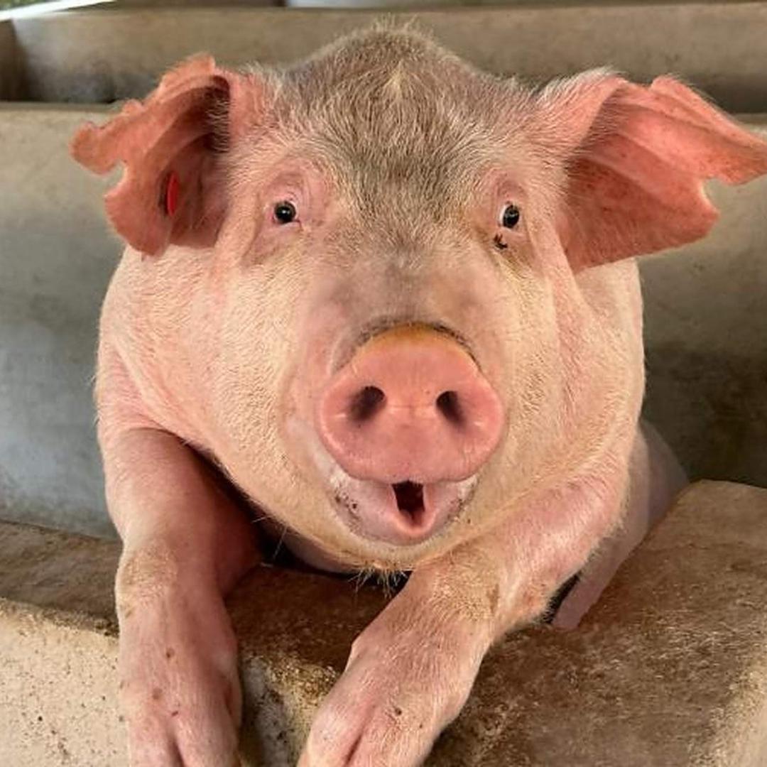 梁山伯与猪硬来