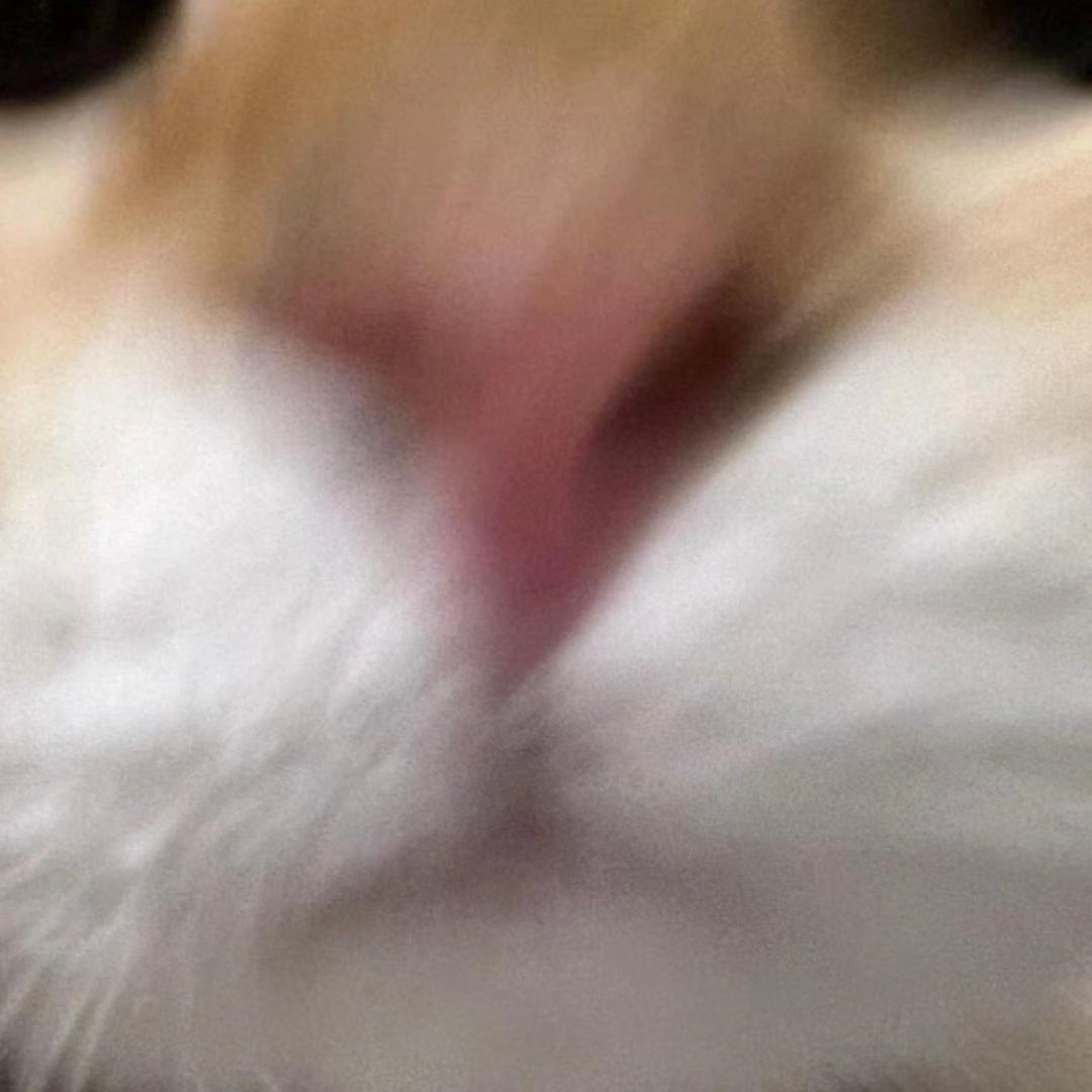 我为猫猫举大旗