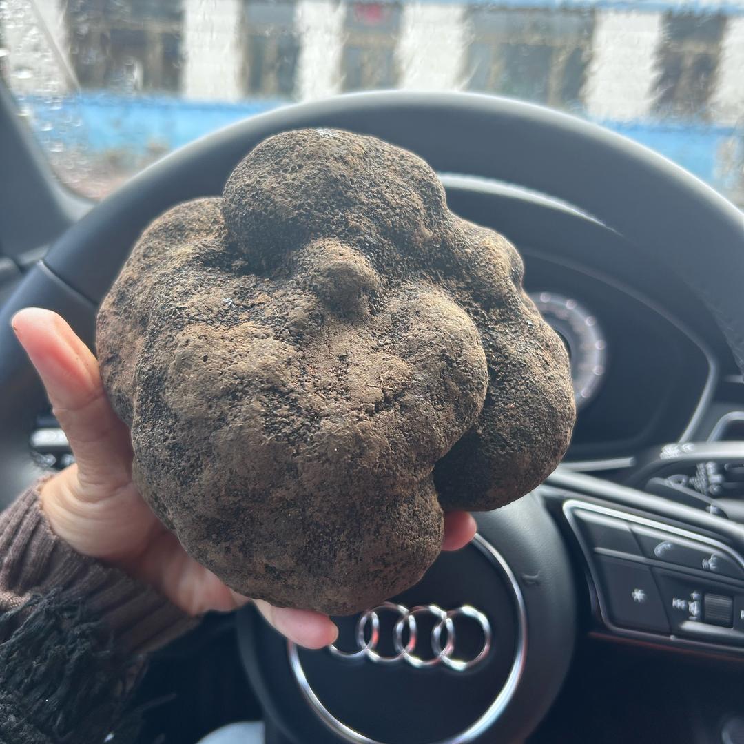 墨玉(收松露)张娜娜