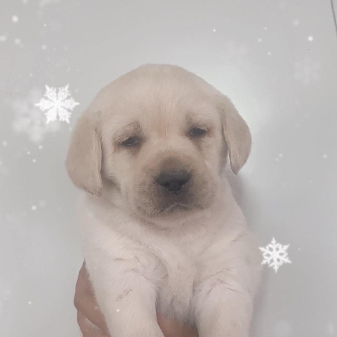 罗威纳徳牧金毛犬