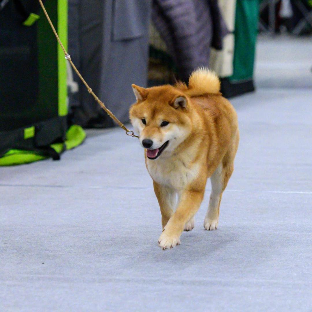 柴运旺柴犬俱乐部
