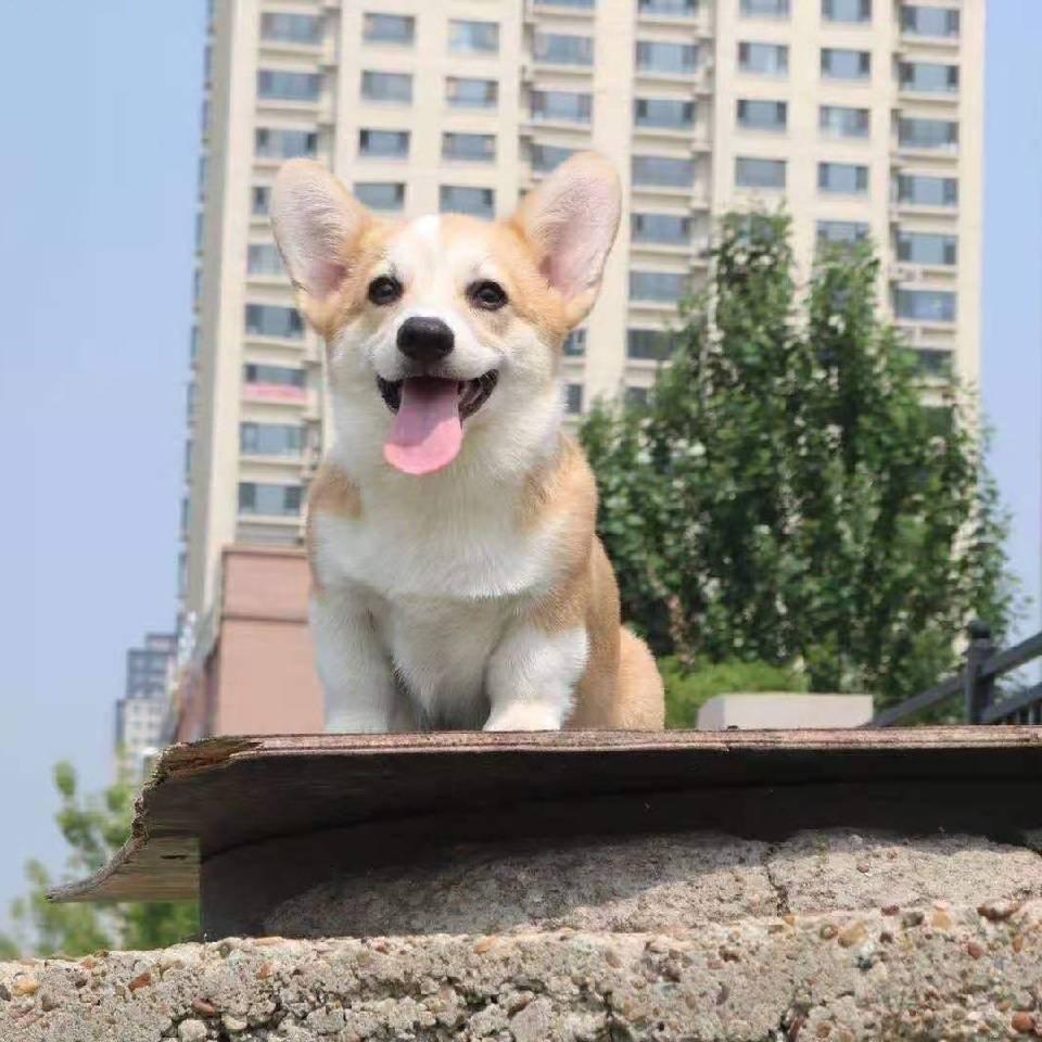 小雨柯基犬舍