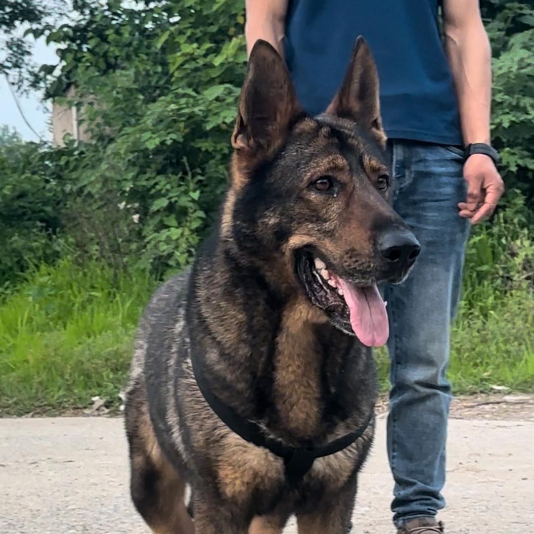 昊九犬舍