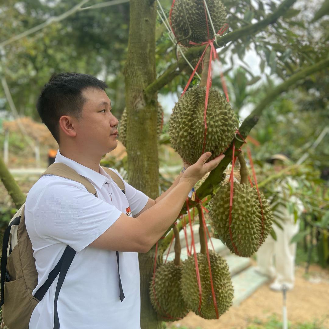 重庆呆呆