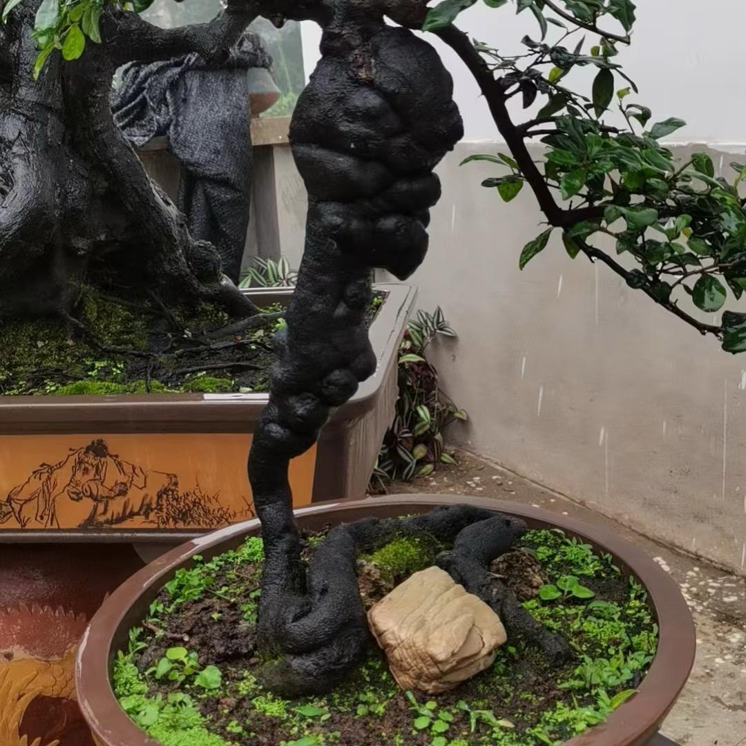 金灿灿金弹子盆景园艺