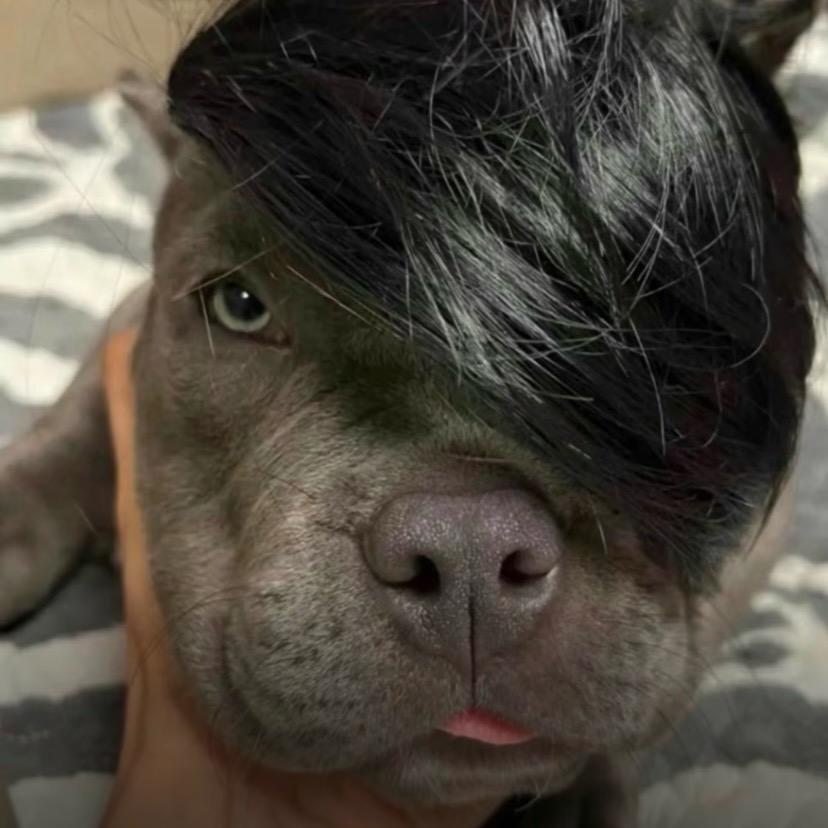 顶风尿尿手插兜