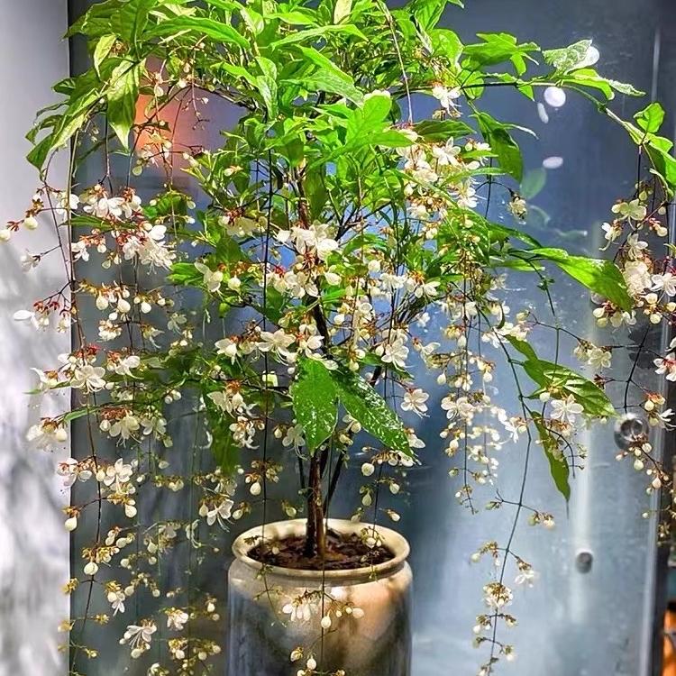 小妮儿花卉园艺