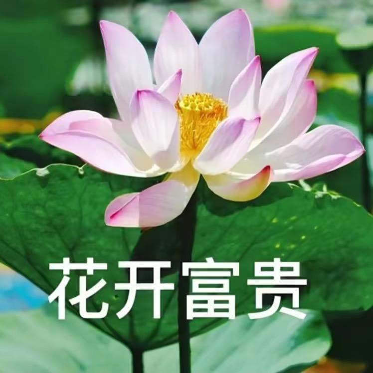 花开富贵677