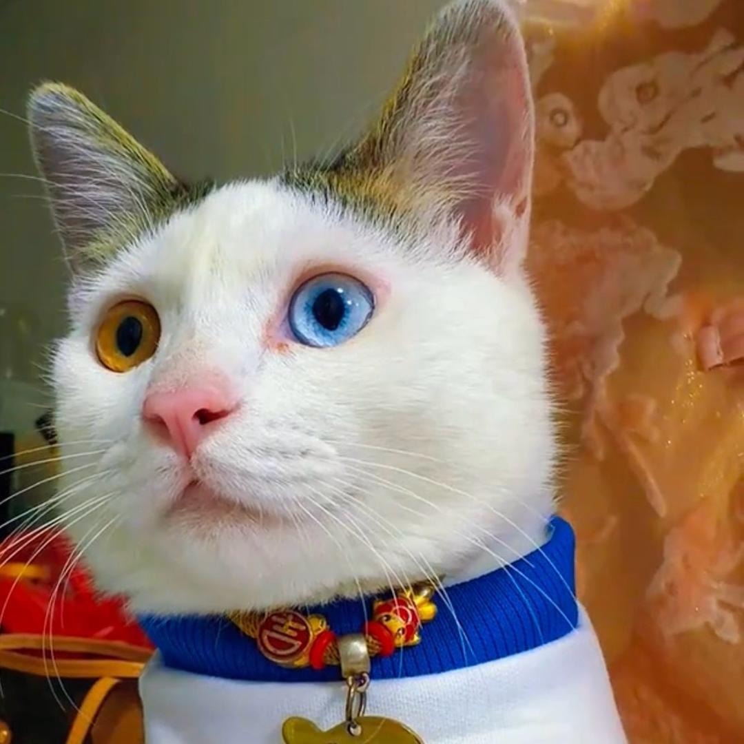 异瞳田园猫多多