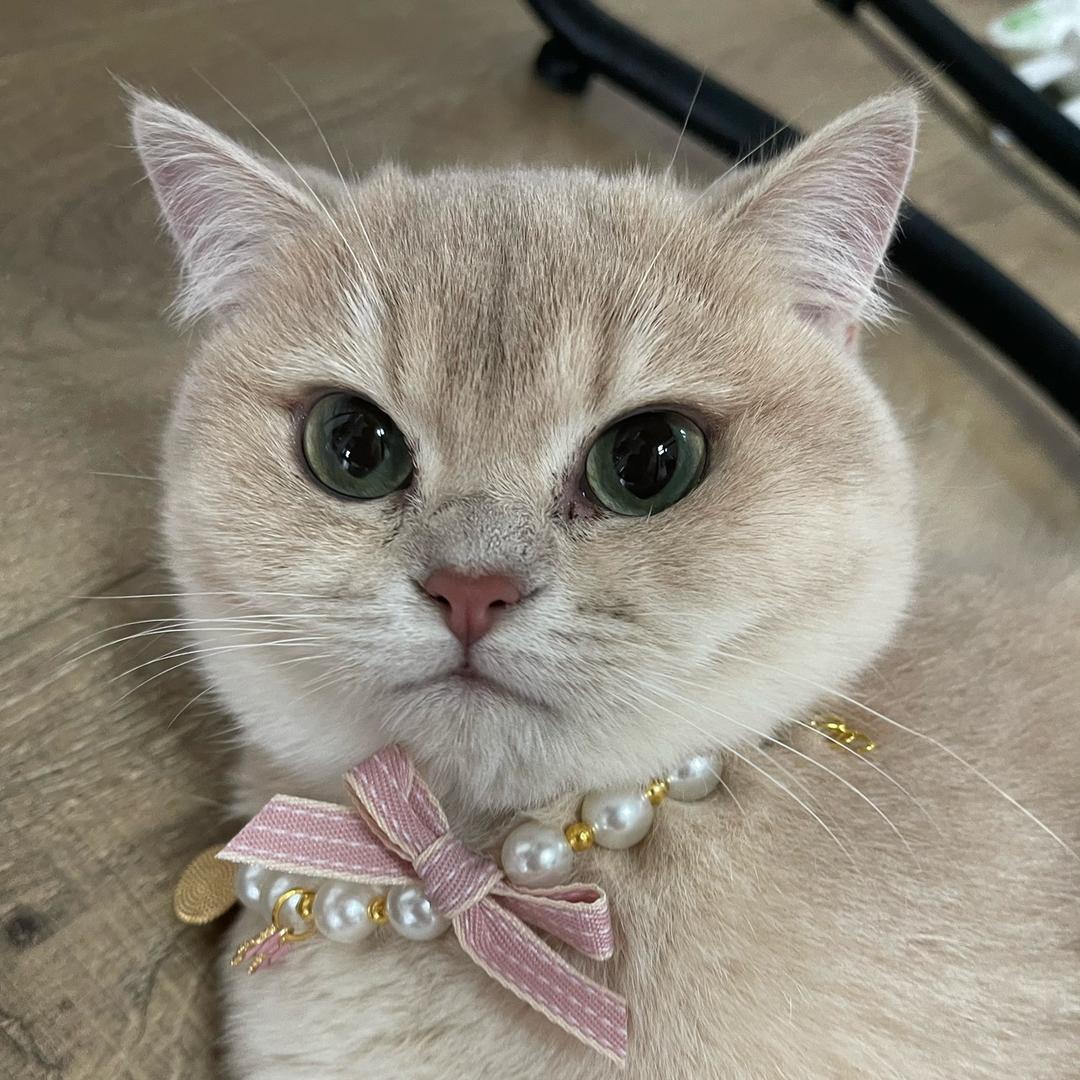 来贝贝