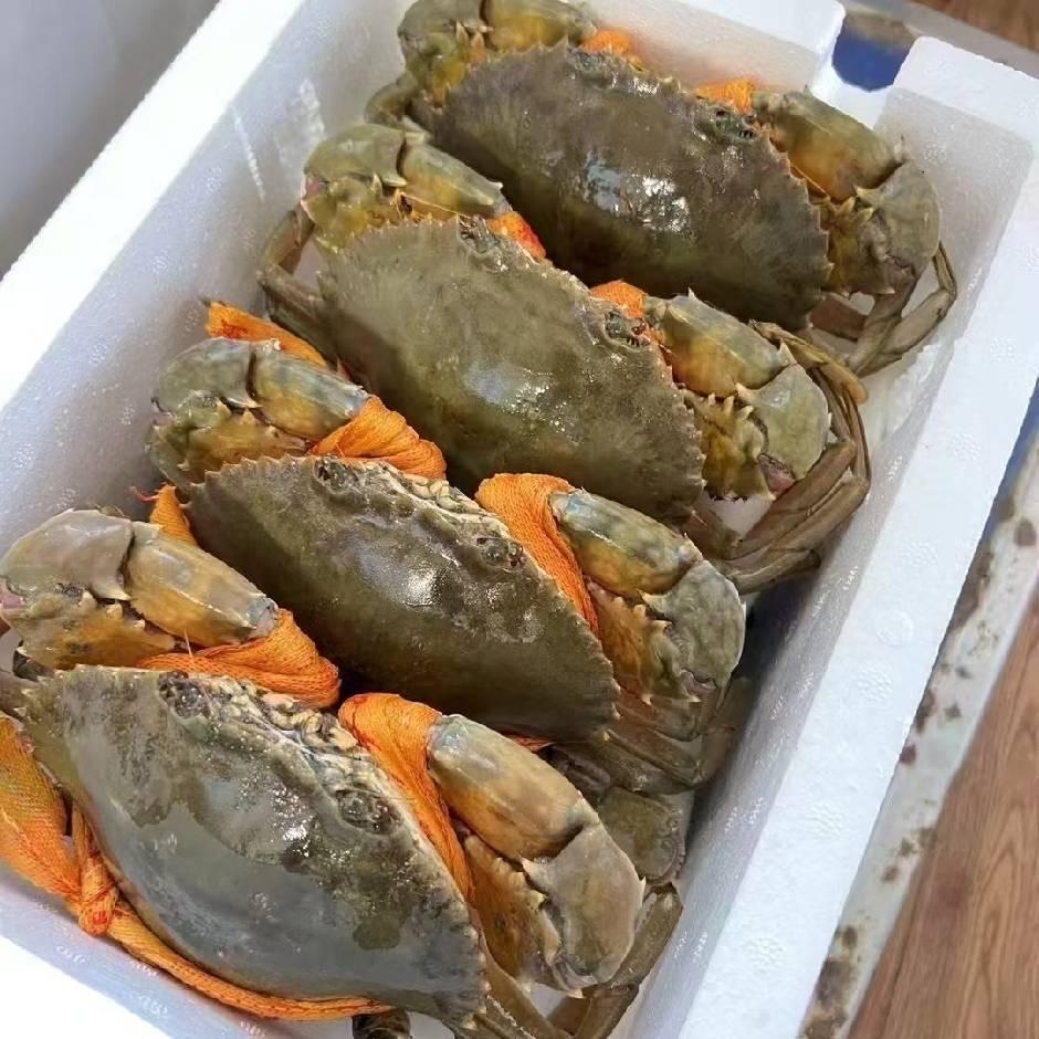 迎行三门青蟹
