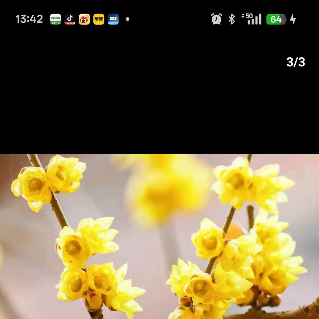 晓莉的花园