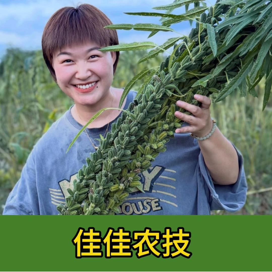 聊农技的佳佳