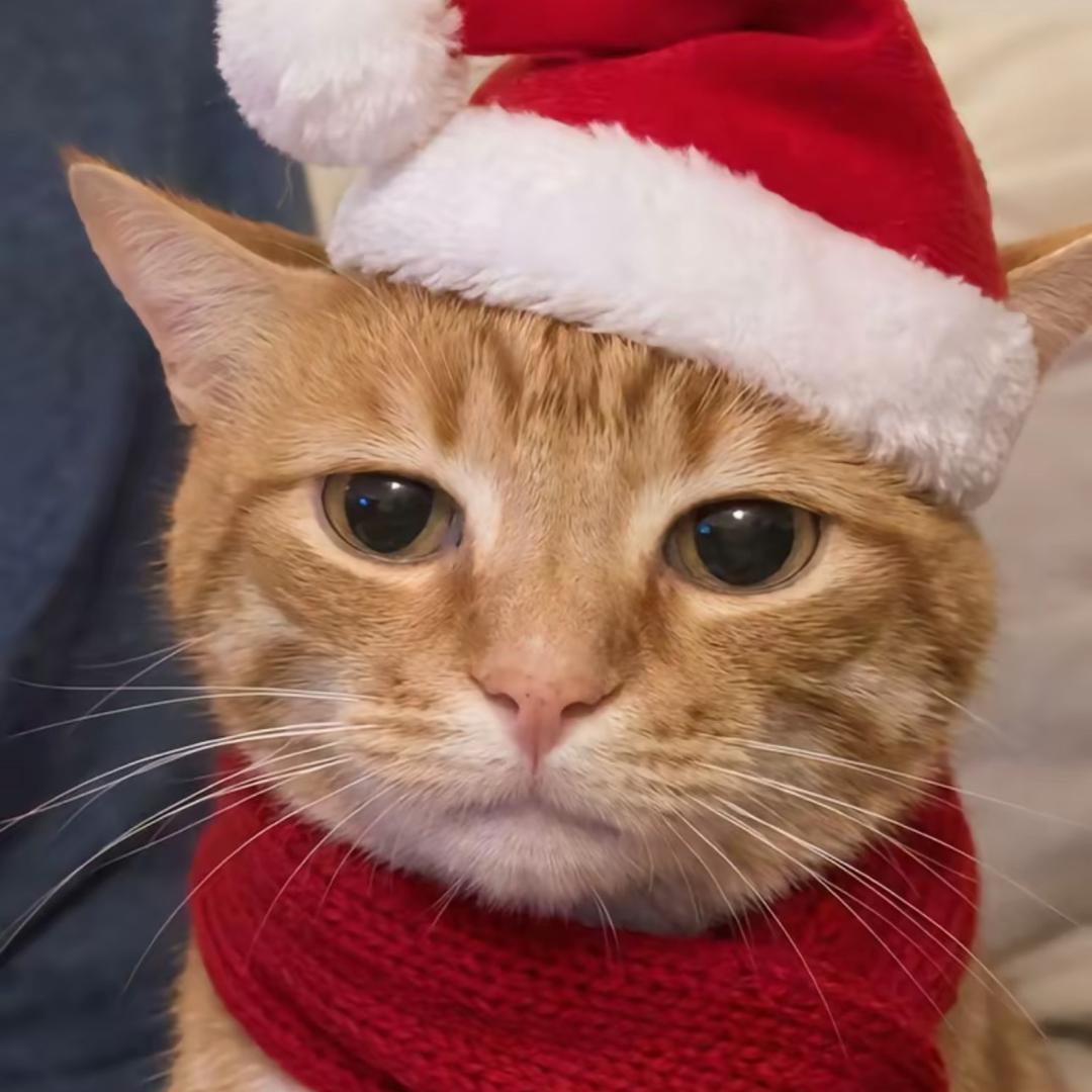 性感纯情大猩猩骑老奶奶过马路